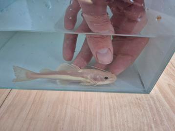 Platinum redtail catfish  beschikbaar voor biedingen