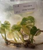 Monstera White Monster TC Pakket - Nu in de aanbieding!, Vaste plant, Ophalen of Verzenden, Bloeit niet, Halfschaduw