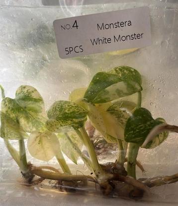 Monstera White Monster TC Pakket - Nu in de aanbieding! beschikbaar voor biedingen
