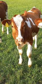 100% holstein kalf, Dieren en Toebehoren, Runderen, Mannelijk