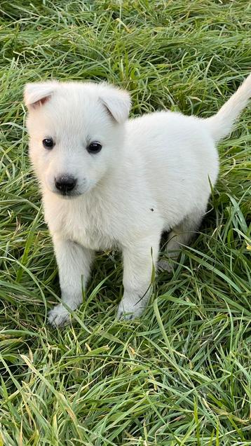 Nestje pups kruising witte herder x ridgeback beschikbaar voor biedingen