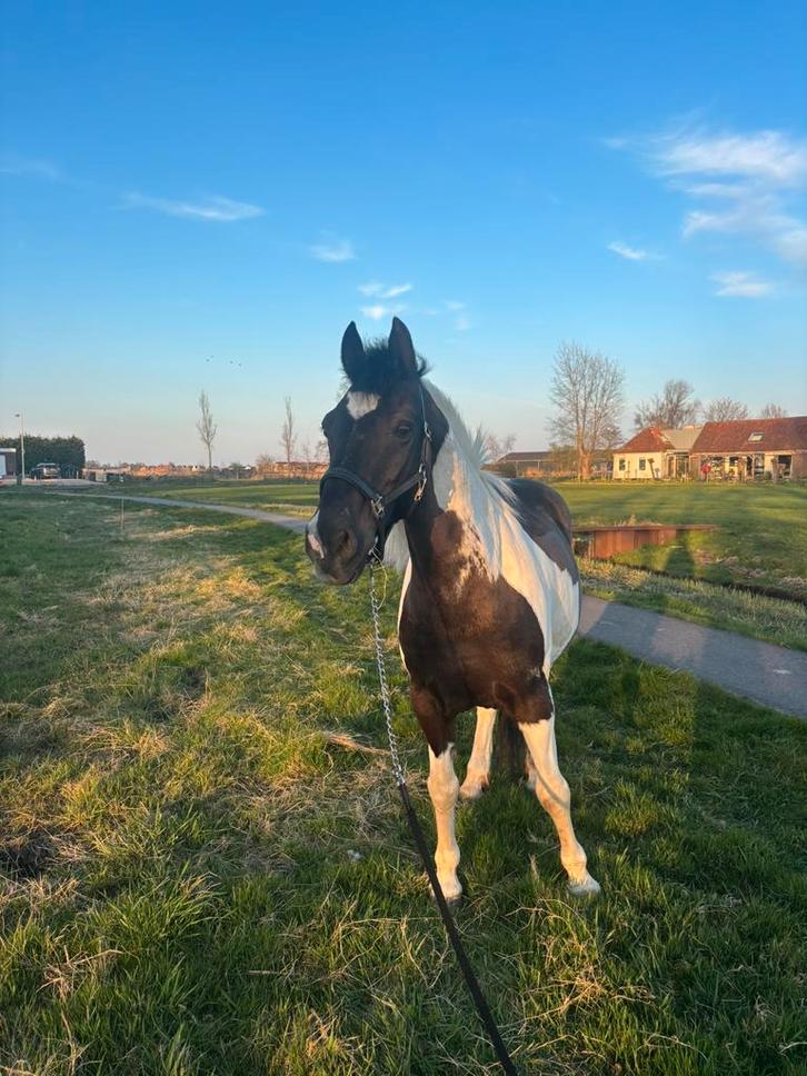 Bijrijder gezocht/verzorgpony aangeboden, Dieren en Toebehoren, Paarden en Pony's | Verzorgingsproducten, Nieuw, Ophalen of Verzenden