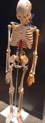 Anatomisch skelet met bloedvaten en zenuwen, Ophalen of Verzenden