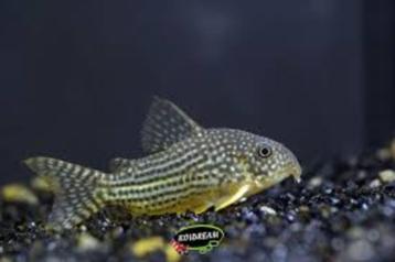 Corydora Sterbai bij Koidreams Valburg beschikbaar voor biedingen