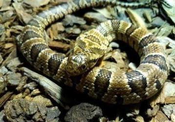0.1 Hydrodynastes gigas te koop beschikbaar voor biedingen
