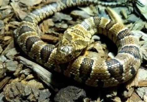 0.1 Hydrodynastes gigas te koop, Dieren en Toebehoren, Reptielen en Amfibieën, Slang