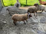 OUESSANTRAMMEN, Dieren en Toebehoren, Schapen, Geiten en Varkens, Mannelijk, Geit, 0 tot 2 jaar