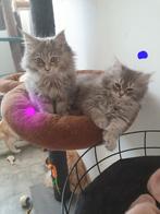 Mainecoon  kittens, Meerdere dieren, Gechipt, 0 tot 2 jaar