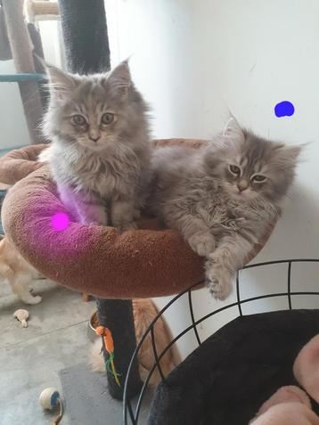 Mainecoon  kittens beschikbaar voor biedingen