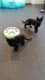 Nog 2  lieve  zwarte kittens te koop, Dieren en Toebehoren, Katten en Kittens | Overige Katten, Meerdere dieren