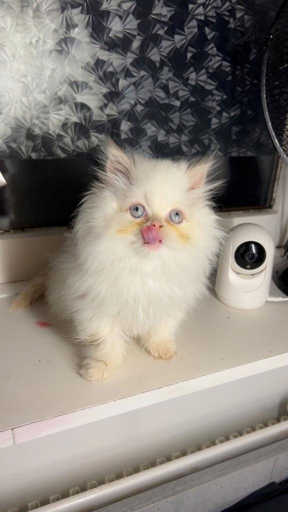 Lieve himalaya langhaar kitten, Dieren en Toebehoren, Katten en Kittens | Raskatten | Langhaar, Poes, 0 tot 2 jaar, Ontwormd, Ingeënt