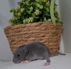❤️🐀Gezonde & Sociale Dumbo ratjes, Dieren en Toebehoren, Rat, Februari, Meerdere dieren, Tam