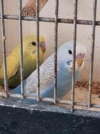 Grasparkieten  handtam te maken, Dieren en Toebehoren, Vogels | Parkieten en Papegaaien, Meerdere dieren, Parkiet, Tam