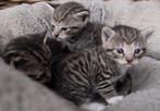 Boerderij kittens (3), Dieren en Toebehoren, Katten en Kittens | Overige Katten, Meerdere dieren, Kortharig, 0 tot 2 jaar
