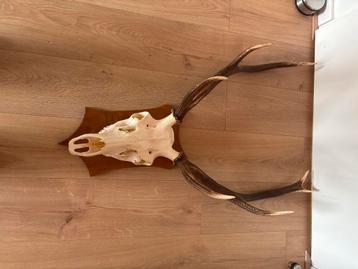 Gewei beschikbaar voor biedingen