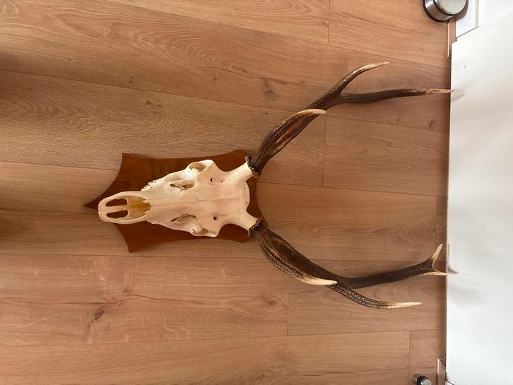 Gewei, Antiek en Kunst, Curiosa en Brocante, Ophalen of Verzenden