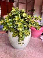 Peperomia Venetiano in groene pot, Ophalen, In pot, Halfschaduw, Minder dan 100 cm