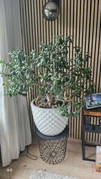 Jadeboom of een geldboom, Ophalen, Minder dan 100 cm