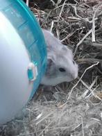 2 lieve tamme dweghamsters, Dieren en Toebehoren, Knaagdieren, Hamster, Juni, Meerdere dieren, Tam