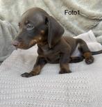 Prachtige teckel pups, Dieren en Toebehoren, Honden | Teckels en Dashonden, Standaard, Rabiës (hondsdolheid), Reu, 8 tot 15 weken