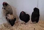 Grubbe baardkrielen, Dieren en Toebehoren, Meerdere dieren, Kip