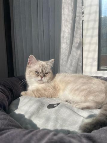 Britse korthaar poes klein beschikbaar voor biedingen