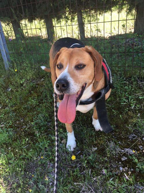 Lieve Jannes op zoek naar een lieve familie, Dieren en Toebehoren, Honden | Beagles, Bassets en Lopende honden, Reu, Overige rassen