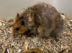 Jonge tamme goudhamsters ( rechtreeks van de fokker), Dieren en Toebehoren, Knaagdieren, Hamster, Mannelijk, Mei, Tam