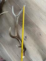afwerpstang gewei hert 65 cm hertengewei mancave, Ophalen of Verzenden, Gebruikt, Hert, Gewei of Kop