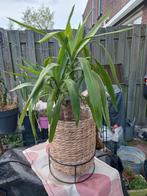 Plantenstandaard met rieten mand en Dracena, Ophalen, Zo goed als nieuw, Rond, Overige materialen