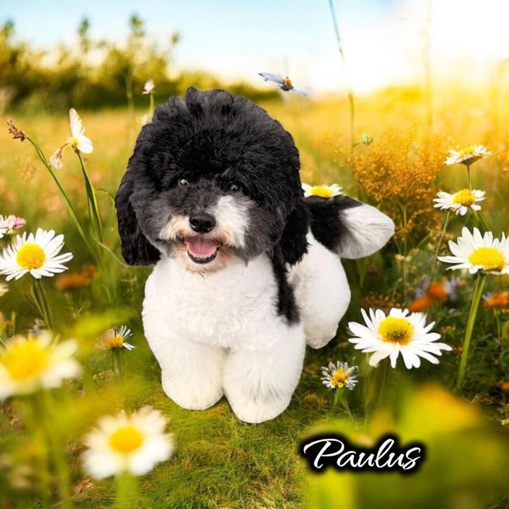 Harlekijn Dwergpoedel dekreu | 32cm | FCI | volledig getest, Dieren en Toebehoren, Honden | Dekreuen, Reu, Fokker | Hobbymatig