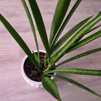 sansevieria, Ophalen of Verzenden, Zomer, Overige soorten, Volle zon