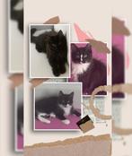 3 prachtige Maine Coon kittens, Dieren en Toebehoren, Katten en Kittens | Raskatten | Langhaar, Meerdere dieren, Ontwormd, 0 tot 2 jaar