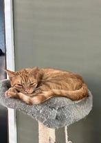 Lieve oranje kat, Dieren en Toebehoren, Katten en Kittens | Overige Katten, Kater, Kortharig, 3 tot 5 jaar