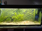 Juwel Rio 240, Dieren en Toebehoren, Ophalen of Verzenden, Zo goed als nieuw, Leeg aquarium