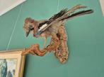 Taxidermie - Opgezette Vlaamse Gaai, Antiek en Kunst, Antiek | Woonaccessoires, Ophalen