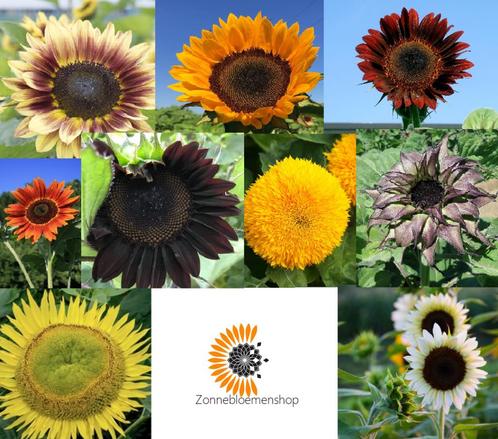 Meer dan 80 soorten zonnebloemen bij de Zonnebloemenshop!, Tuin en Terras, Bloembollen en Zaden, Ophalen of Verzenden