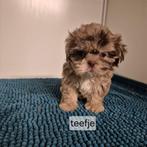 bijzondere kleur choco en choco-merle shih tzu pups, Dieren en Toebehoren, Honden | Chihuahua's en Gezelschapshonden, Overige rassen