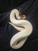 Koningspython, Dieren en Toebehoren, Reptielen en Amfibieën, Slang, 0 tot 2 jaar