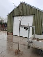 bijenboom hoogstam ook meerstammige foto 6, Overige soorten, Zomer, Ophalen, Volle zon