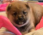 Shiba inu pups met stamboom, Dieren en Toebehoren, België, Fokker | Hobbymatig, Overige rassen, CDV (hondenziekte)