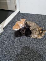 Kittens 😸😸, Meerdere dieren, Kortharig, 0 tot 2 jaar