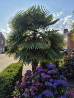 Palmbomen, Tuin en Terras, Planten | Bomen, 250 tot 400 cm, Zomer, Palmboom, Ophalen