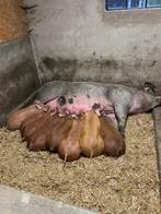 Prachtige duroc biggen te koop, Dieren en Toebehoren, Schapen, Geiten en Varkens, Meerdere dieren