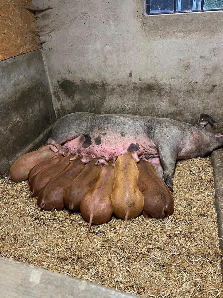 Prachtige duroc biggen te koop, Dieren en Toebehoren, Schapen, Geiten en Varkens, Schaap, Meerdere dieren