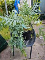 XL blauwvaren, Ophalen, Overige soorten, Halfschaduw, In pot