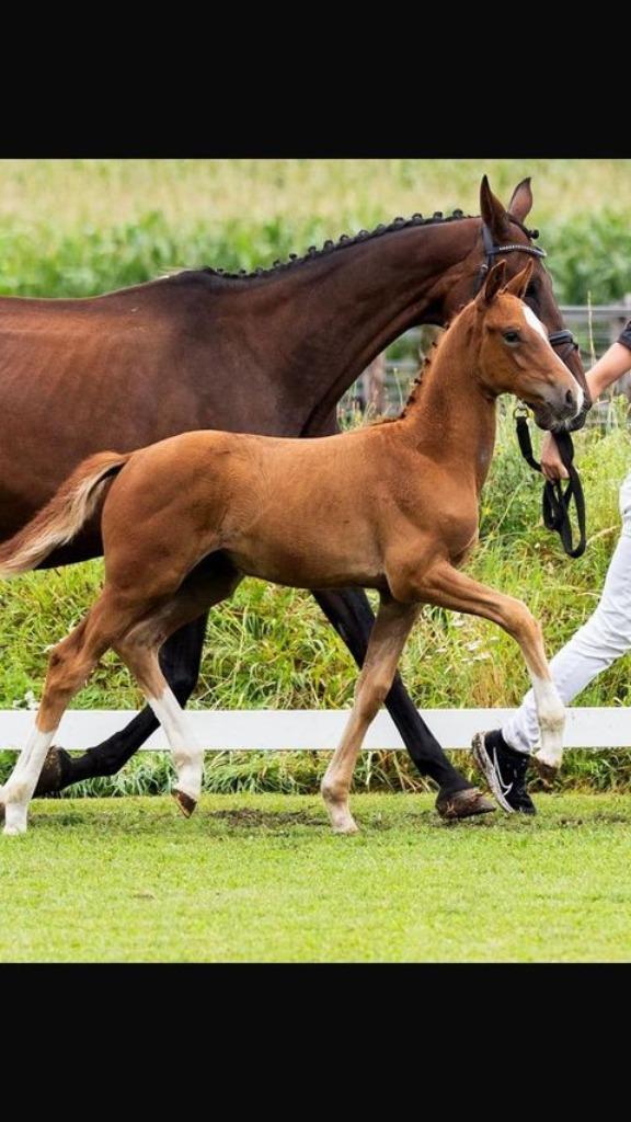 Gezocht: weiland te huur, Dieren en Toebehoren, Stalling en Weidegang, Opfok, Weidegang, 2 of 3 paarden of pony's