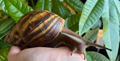 Gratis 3 Afrikaanse Reuzenslakken waarvan 1 Ovum XXL, Dieren en Toebehoren, Overige Dieren, Meerdere dieren, Juni