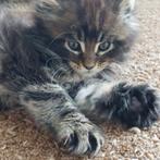 Schitterende Maine coon kittens met stamboom., Dieren en Toebehoren, Katten en Kittens | Raskatten | Langhaar, Meerdere dieren