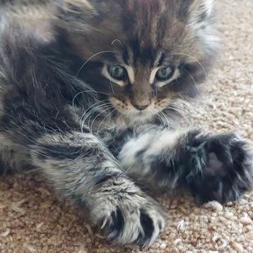 Schitterend Maine coon kitten met stamboom, geboren 16 mei. beschikbaar voor biedingen